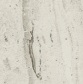 Art Carrara (2383-39)